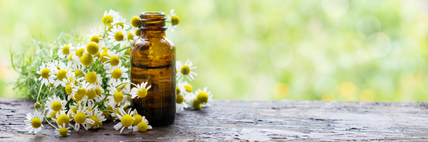 Image Showing Chamomile flower and their essential oil in a glass bottle near the flowers.