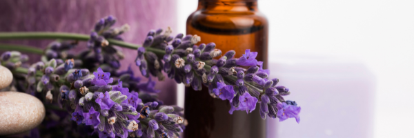 Image Showing Lavender flowers and its oil in small black bottle.