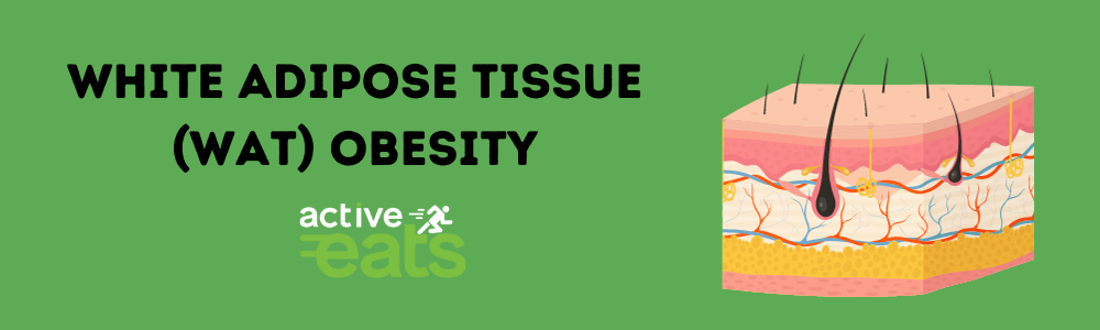 White adipose tissues store excess energy in our cells in the form of triglycerides. White Adipose tissue (WAT) obesity occurs when our calorie intake is higher than the calories used by our body. White adipose tissues are present throughout our body as visceral fat and bone marrow fat. 