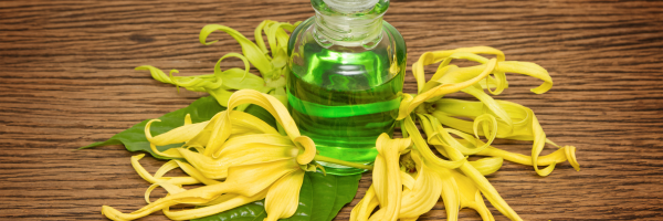 Image Showing Ylang-ylang flowers and their green essential oil in a glass jar.