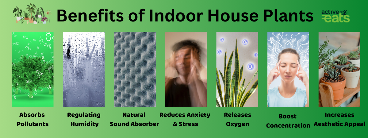 image shows various benefits for indoor house plants. Improved Air Quality: House plants can help purify indoor air by absorbing pollutants and toxins. They act as natural air filters, removing substances such as formaldehyde, benzene, and trichloroethylene from the air. Enhanced Mental Well-being: Interacting with indoor plants has been linked to reduced stress levels and improved mood. The presence of greenery indoors can create a calming and positive atmosphere, contributing to overall mental well-being. Humidity Regulation: Many indoor plants release water vapor during transpiration, which can increase humidity levels in your home. This is particularly beneficial in dry indoor environments, helping to alleviate issues like dry skin, sore throat, and respiratory discomfort. Boosted Productivity and Concentration: Studies suggest that the introduction of plants in indoor spaces can enhance concentration and productivity. The visual appeal of plants and the connection with nature can positively impact cognitive function and creativity. Aesthetic Appeal: Indoor plants can enhance the visual appeal of your living space. They come in various shapes, sizes, and colors, allowing you to personalize your home decor. The greenery can soften architectural features and add a touch of nature to indoor environments. Better Sleep Quality: Some plants, such as lavender and jasmine, emit scents that are believed to promote relaxation and improve sleep quality. Additionally, the increase in oxygen levels provided by plants may contribute to a better night's sleep. Natural Humidifiers: Plants release moisture through a process called transpiration, which can act as a natural humidifier. This is especially beneficial in dry climates or during the winter months when indoor heating systems can lead to low humidity levels. Remember that different plants have varying care requirements, so it's essential to choose plants that align with your lifestyle and the specific conditions in your home.