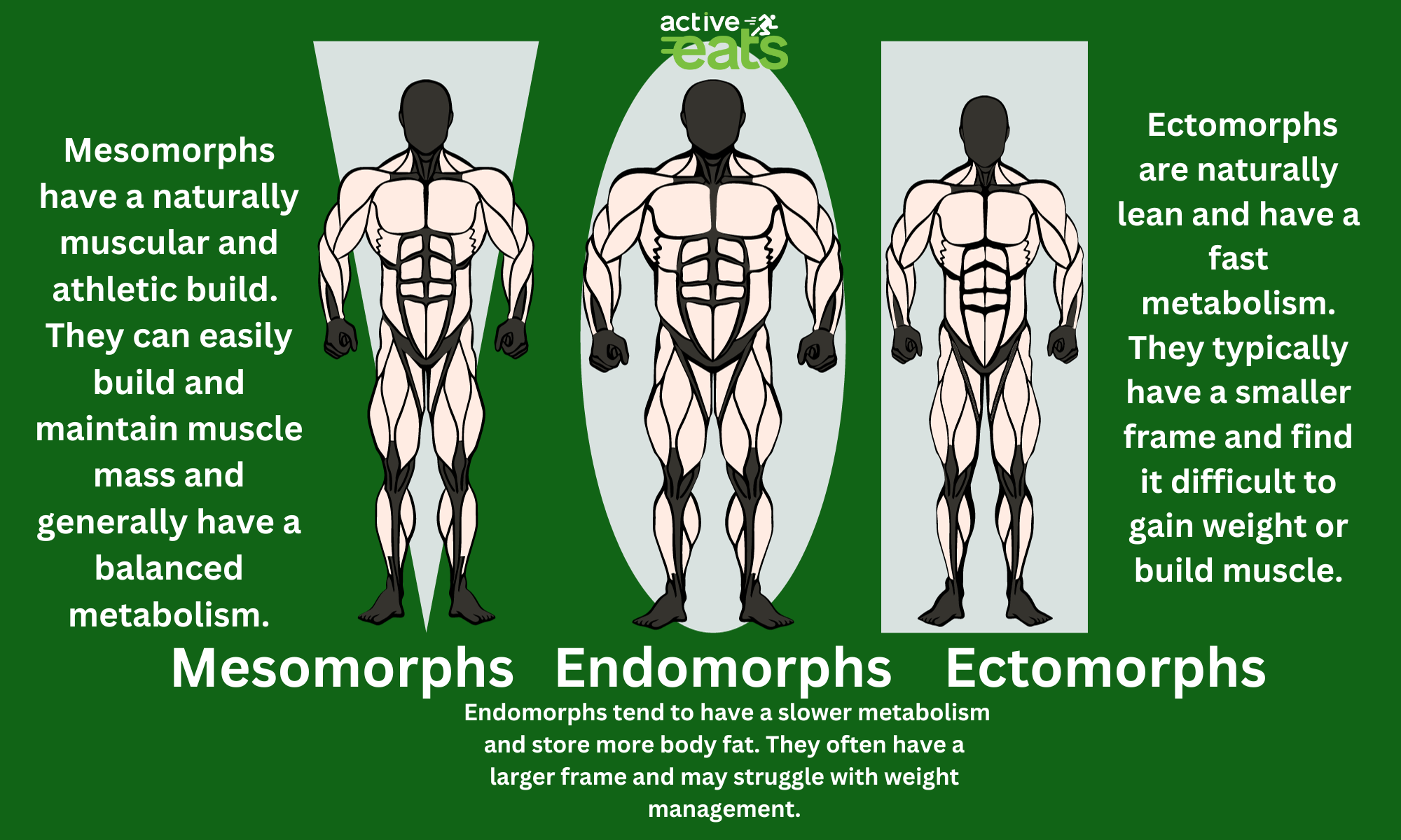 A visual representation of different body types: Mesomorph Body Type: An individual with a well-proportioned, muscular physique, characterized by broad shoulders and a narrow waist. Endomorph Body Type: A person with a softer, more rounded body shape, often having a higher body fat percentage and a wider frame, especially around the hips and midsection. Ectomorph Body Type: A slender and lean individual with a delicate build, featuring narrow shoulders and a faster metabolism, making it difficult to gain weight or muscle. This image helps to visually identify and understand the key characteristics of mesomorph, endomorph, and ectomorph body types.
