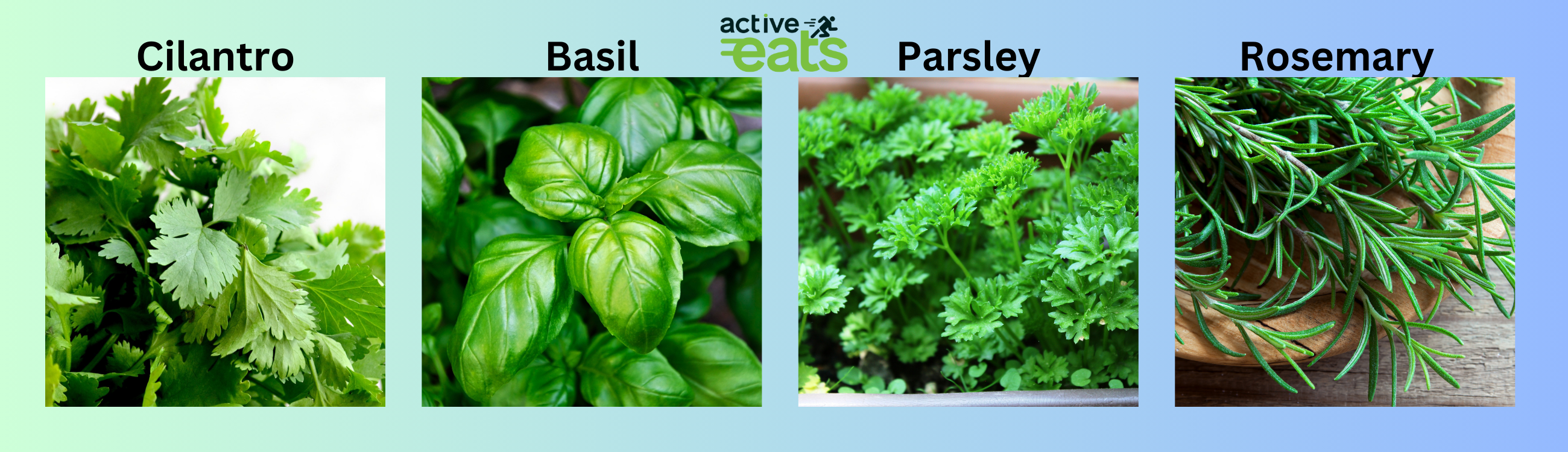 Picture of cilantro, basil, rosemary, and parsley