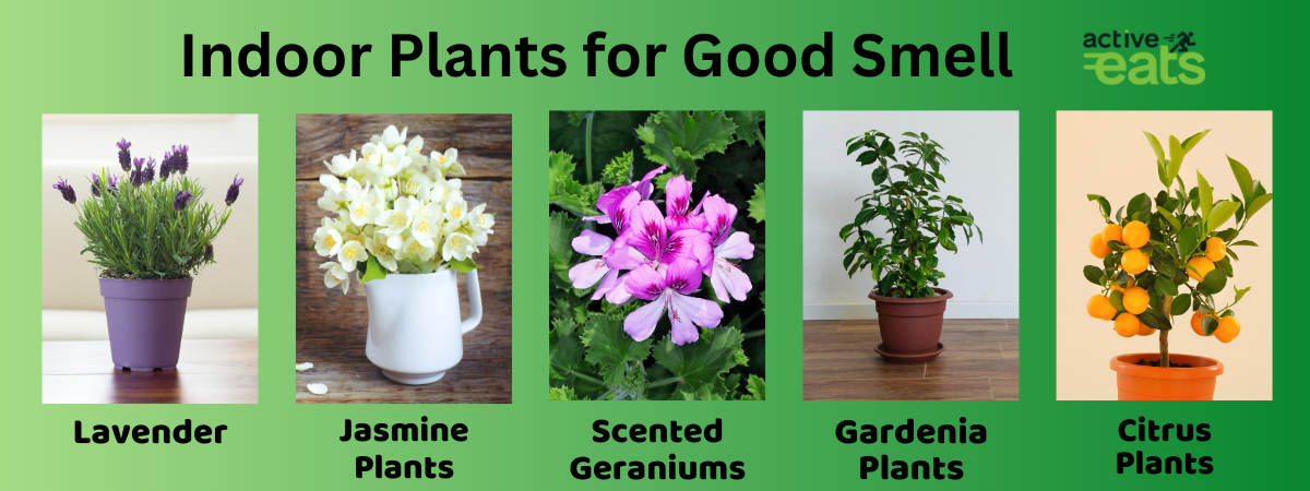 This image contains pictures of indoor plants recommended for good smell. Lavender plants, Citrus plants, Scented geraniums, jasmine plants and Gardenia plants.