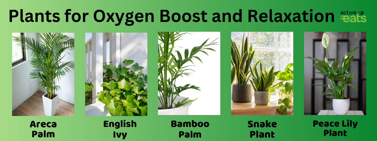 Plants for Oxygen Boost and Relaxation