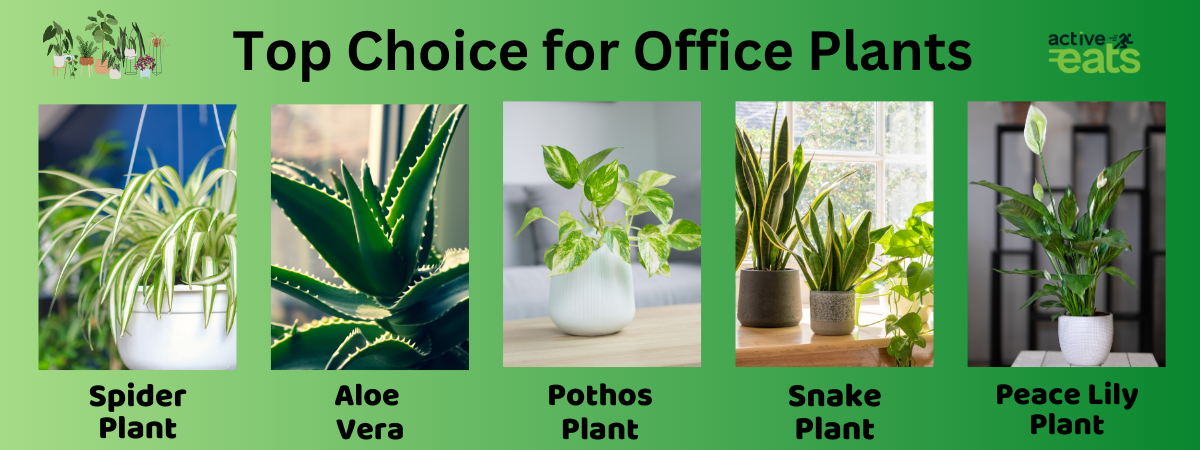 Top Office Plants For Your Table are snake plant, pothos plant, aloe vera plant, spider plant and peace lily plant