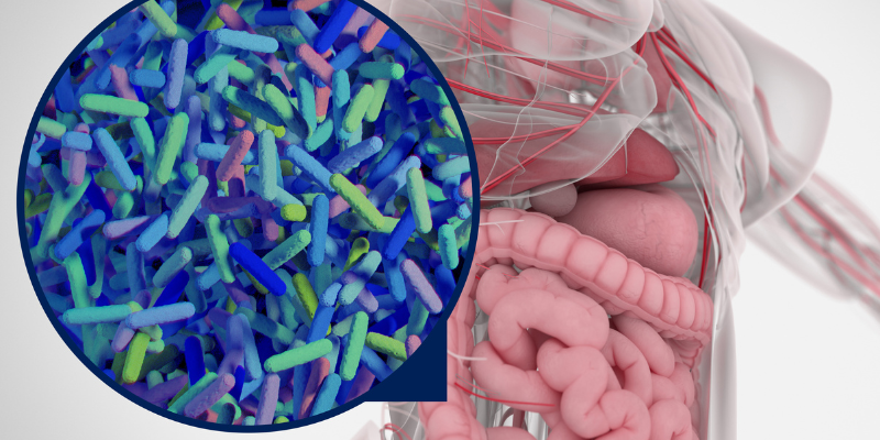 Image shows various bacteria and other microbes inside our intestines.