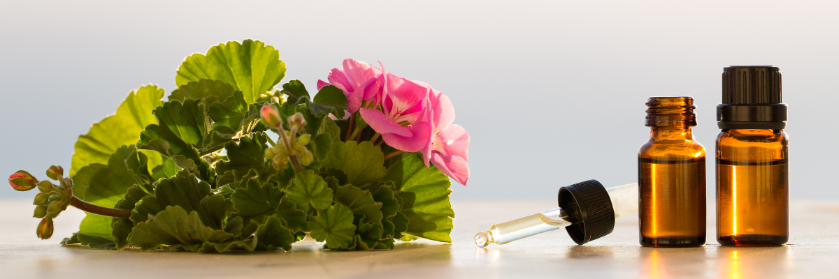 picture shows Geranium Essential Oil in bottle on one side and Geranium flowers on other side