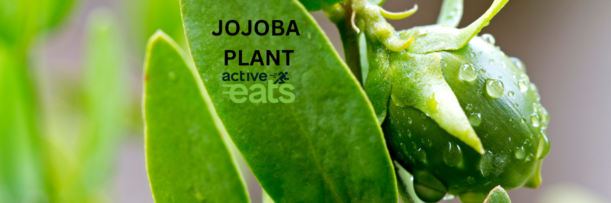 Image shows jojoba plant with jojoba seeds.