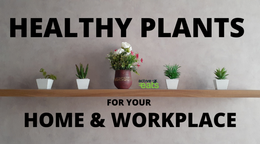 image shows some healthy indoor plants what can be used for home as well as office.